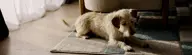 Dog ready to drink Kinetico water from water bowl.