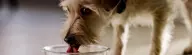 Dog drinking Kinetico water in water bowl.